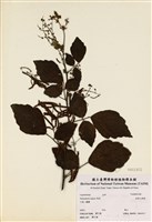 藏品(波葉山螞蝗)的圖片